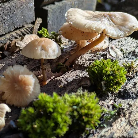 Tiny Haus # Sternenblick # Sauna # Wild & Heiss